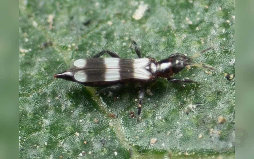 Aeolothrips fasciatus