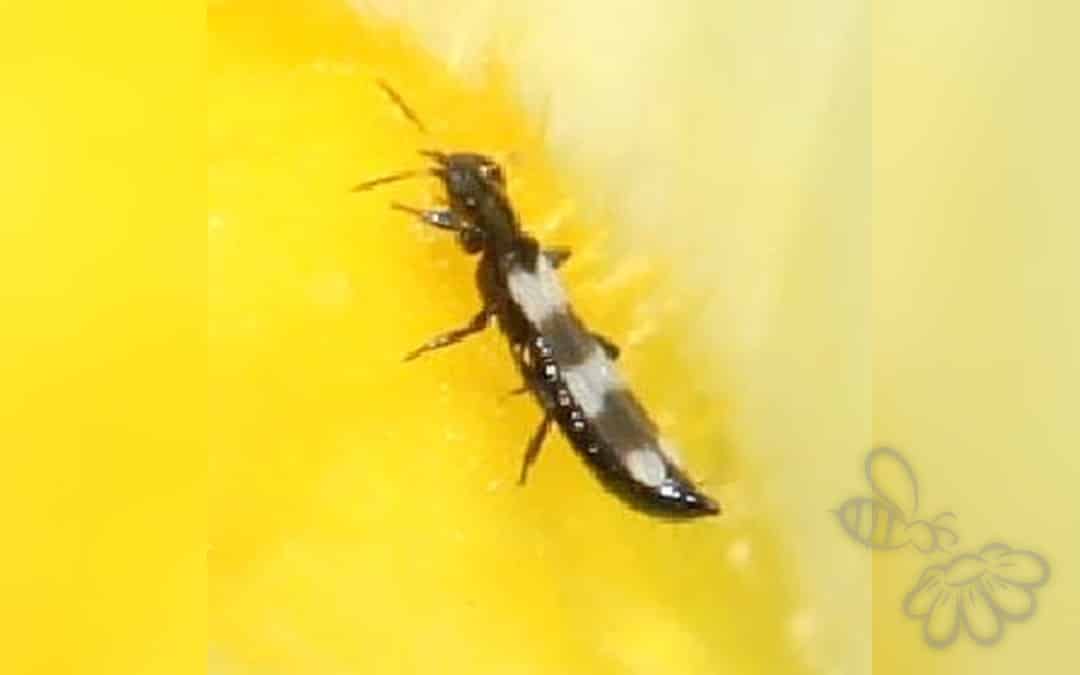 Aeolothrips intermedius