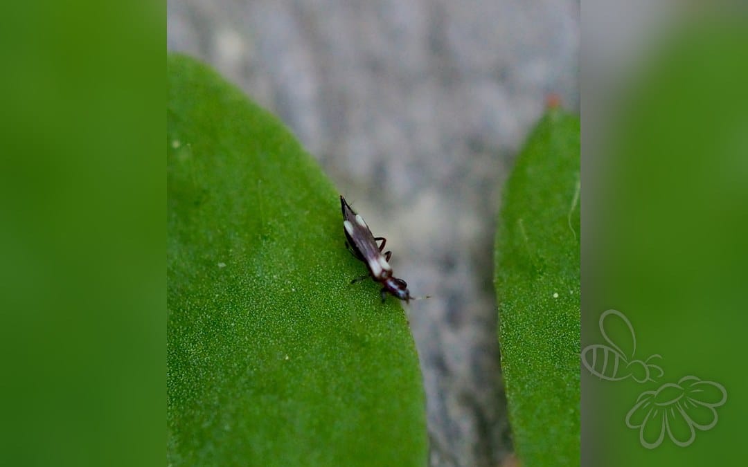 Aeolothrips versicolor