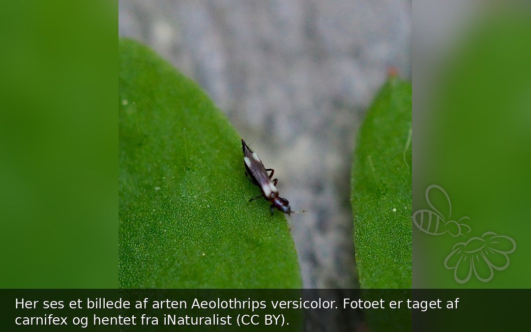 Aeolothrips versicolor