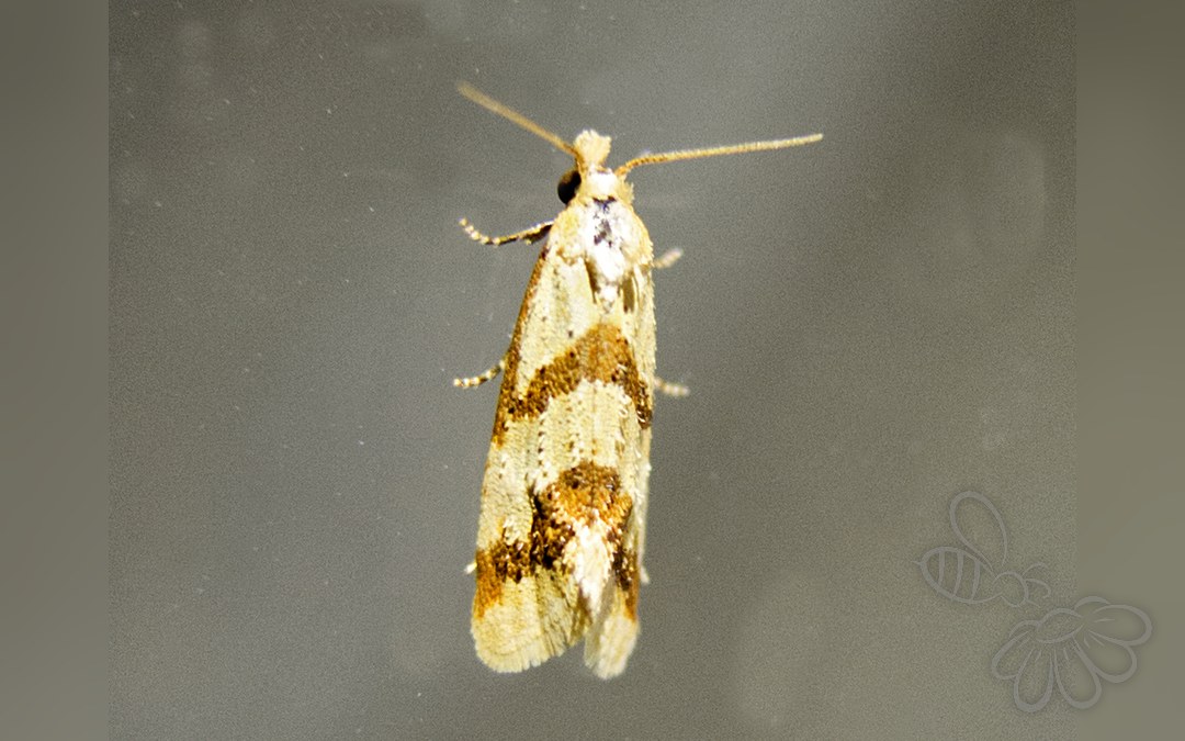 Her ses et billede af arten Aethes bilbaensis. Fotoet er taget af katunchik og hentet fra iNaturalist (CC BY).