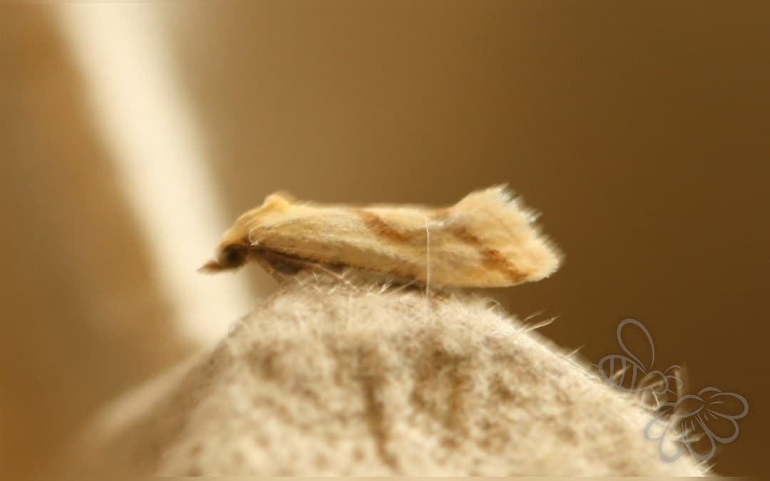 Aethes dilucidana