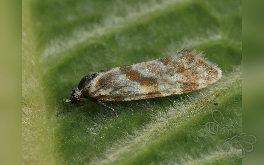 Aethes kindermanniana