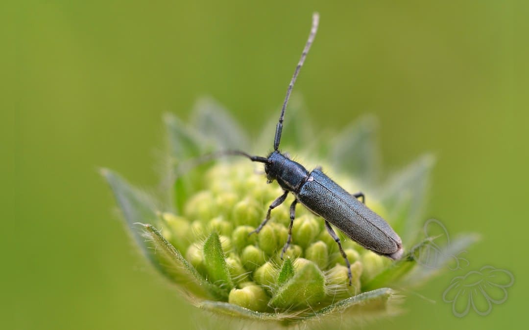 Her ses et billede af arten Blåhatbuk (Agapanthia intermedia). Fotoet er taget af Gilles San Martin og hentet fra Wikimedia Commons (CC BY-SA 3.0).