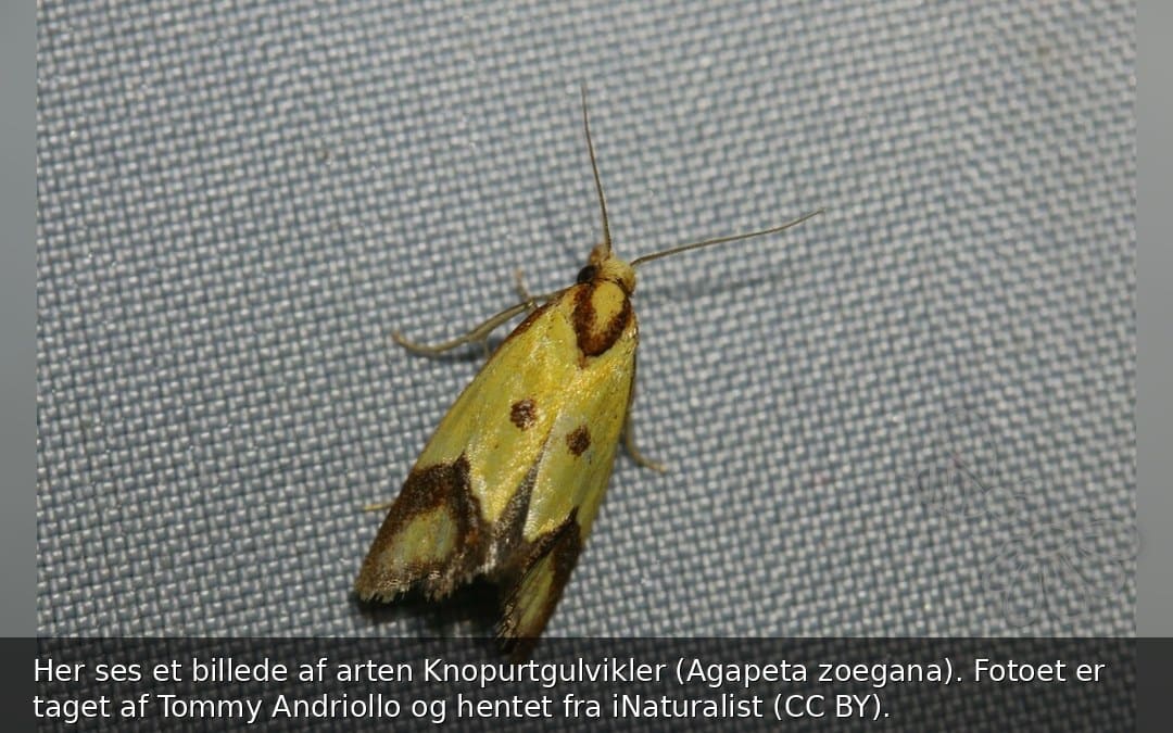 Her ses et billede af arten Knopurtgulvikler (Agapeta zoegana). Fotoet er taget af Tommy Andriollo og hentet fra iNaturalist (CC BY).