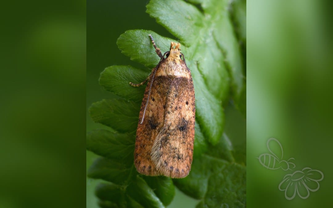 Agonopterix angelicella