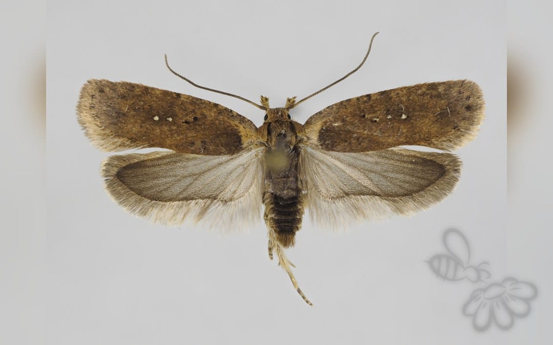 Agonopterix capreolella