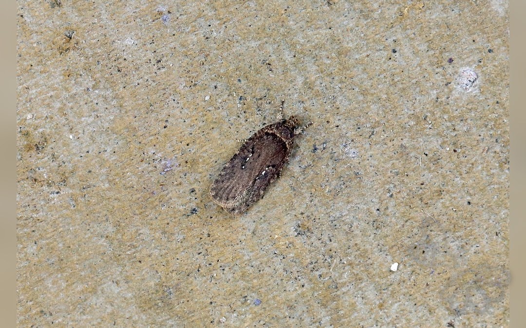 Her ses et billede af arten Agonopterix ciliella. Fotoet er taget af Nigel Voaden og hentet fra iNaturalist (CC BY).