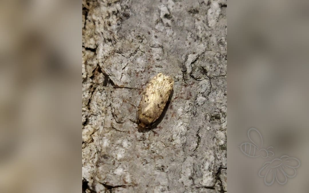 Agonopterix curvipunctosa