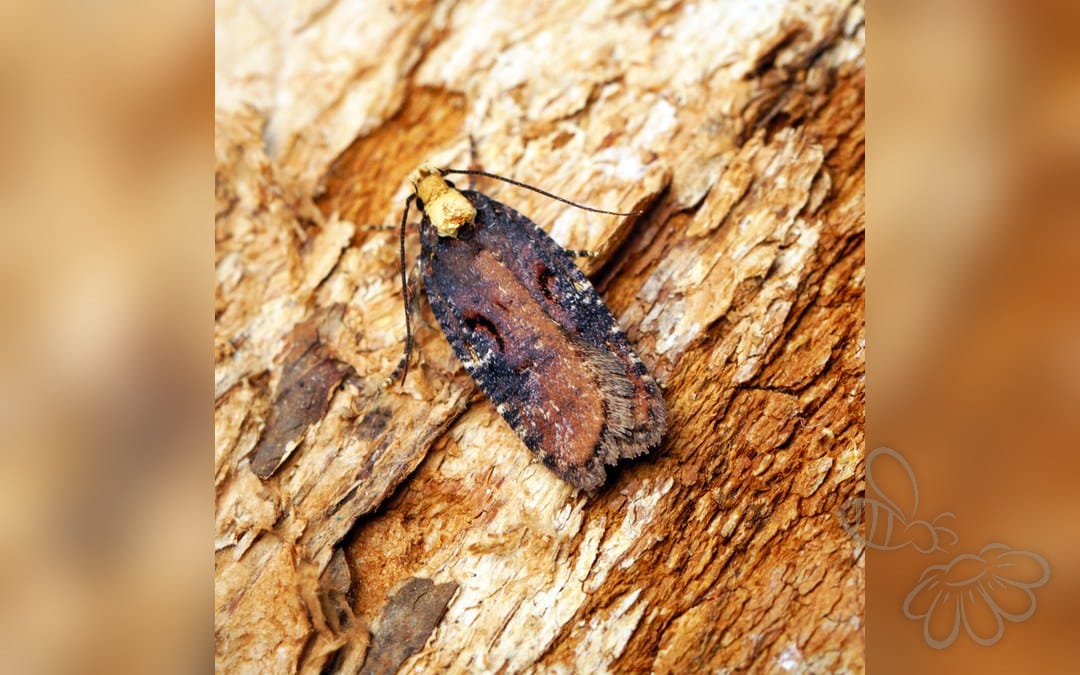 Agonopterix liturosa