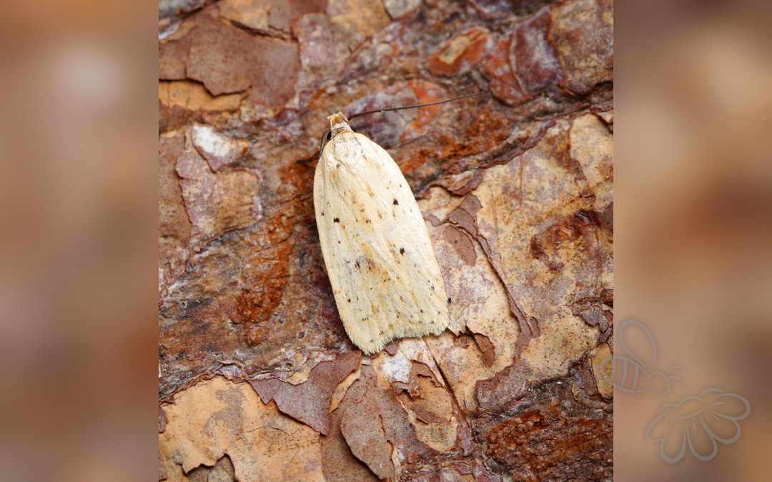 Her ses et billede af arten Agonopterix pallorella. Fotoet er taget af Ben Sale og hentet fra Wikimedia Commons (CC BY 2.0).