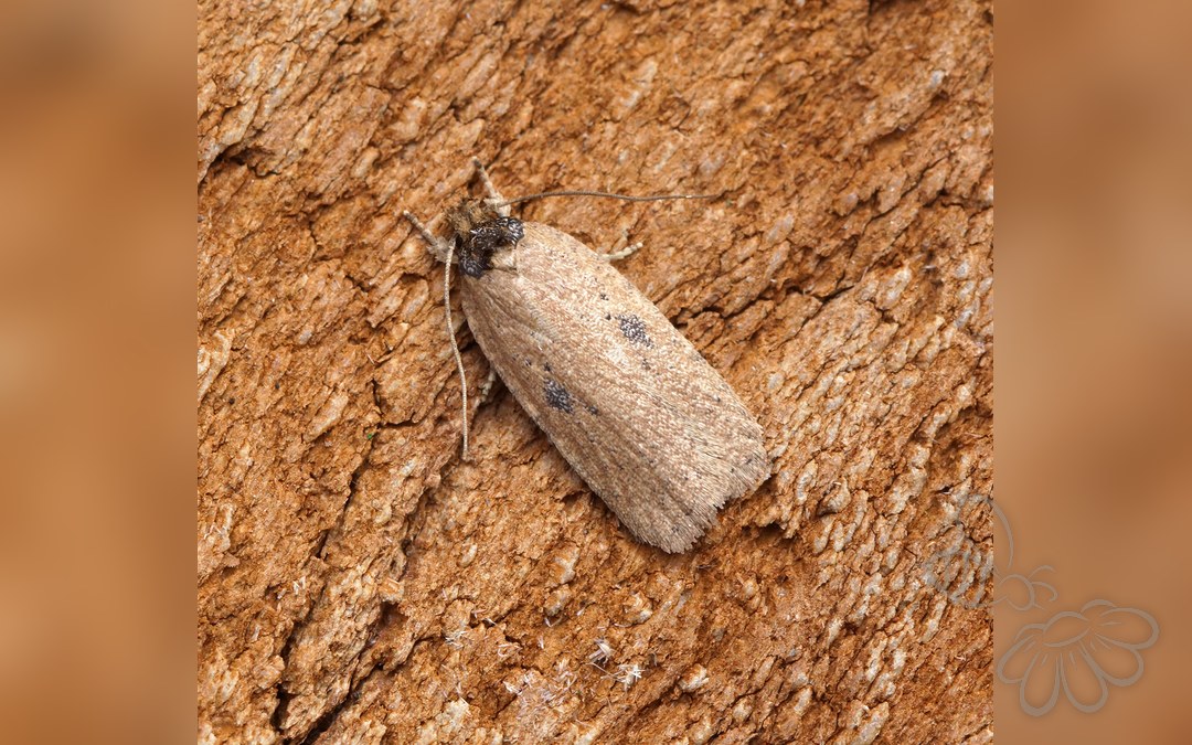 Agonopterix subpropinquella