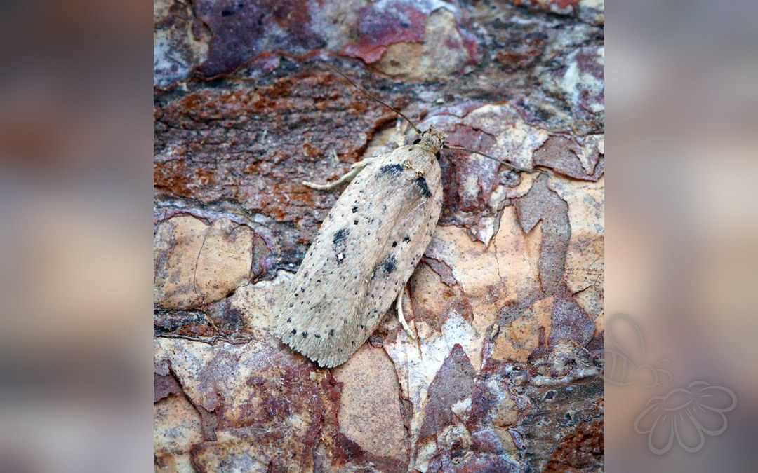 Agonopterix yeatiana