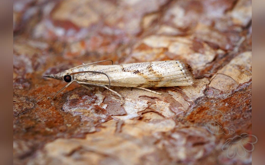 Agriphila geniculea
