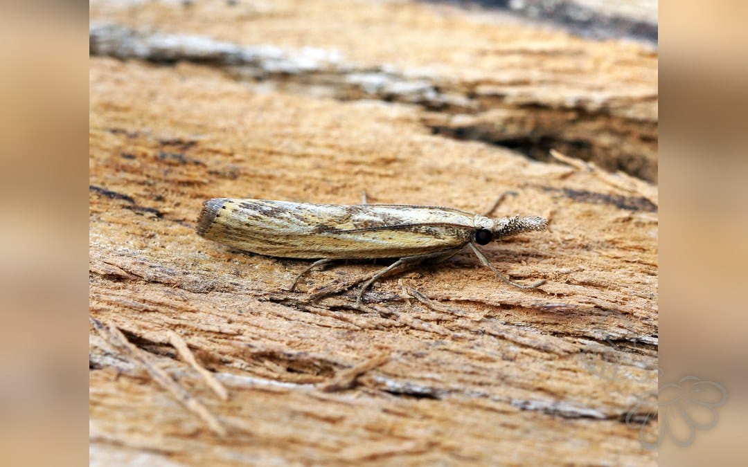 Agriphila inquinatella