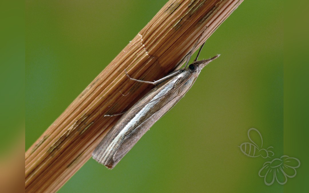 Agriphila selasella