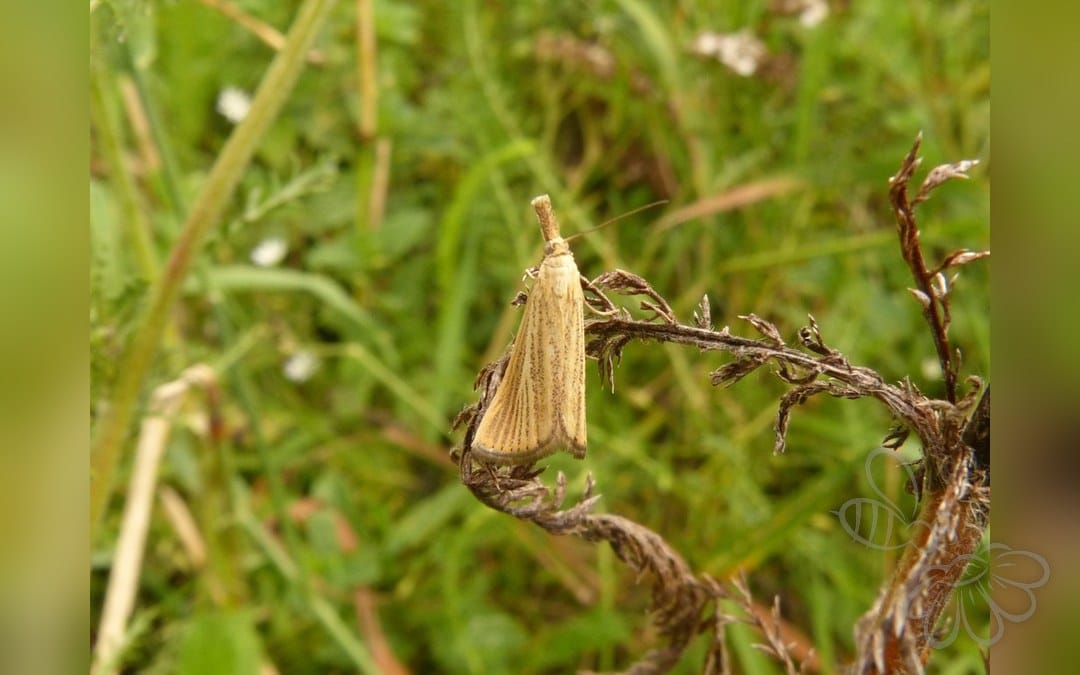 Her ses et billede af arten Agriphila straminella. Fotoet er taget af Gabriele Vaudano og hentet fra iNaturalist (CC BY).