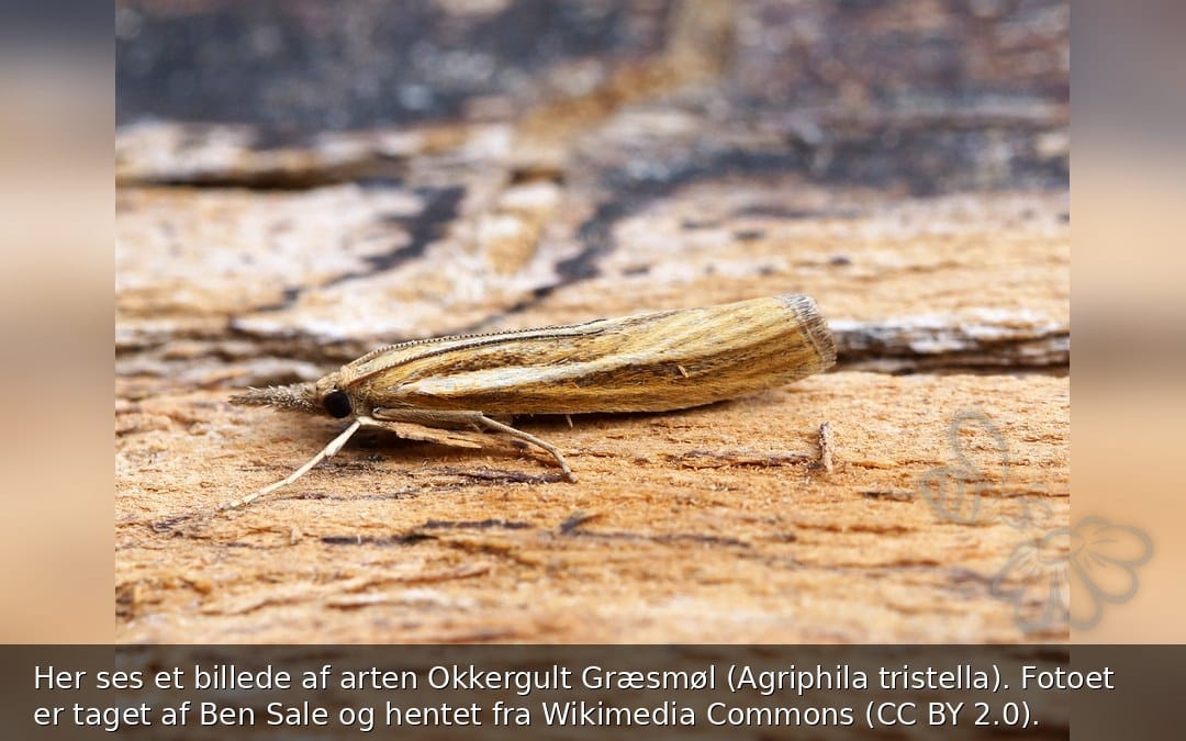 Her ses et billede af arten Okkergult Græsmøl (Agriphila tristella). Fotoet er taget af Ben Sale og hentet fra Wikimedia Commons (CC BY 2.0).