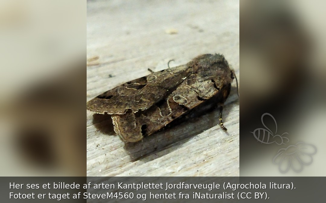 Kantplettet Jordfarveugle
