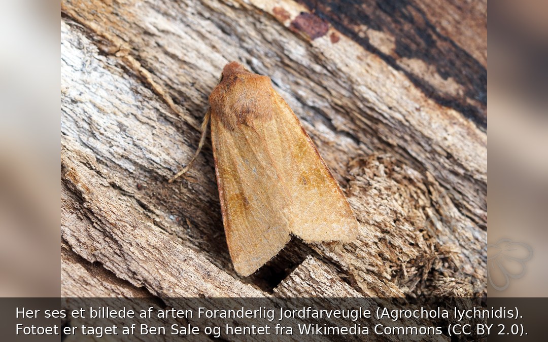 Foranderlig Jordfarveugle