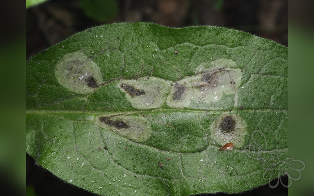 Her ses et billede af en larve af arten Agromyza abiens. Fotoet er taget af Alexis Tinker-Tsavalas og hentet fra iNaturalist (CC BY).