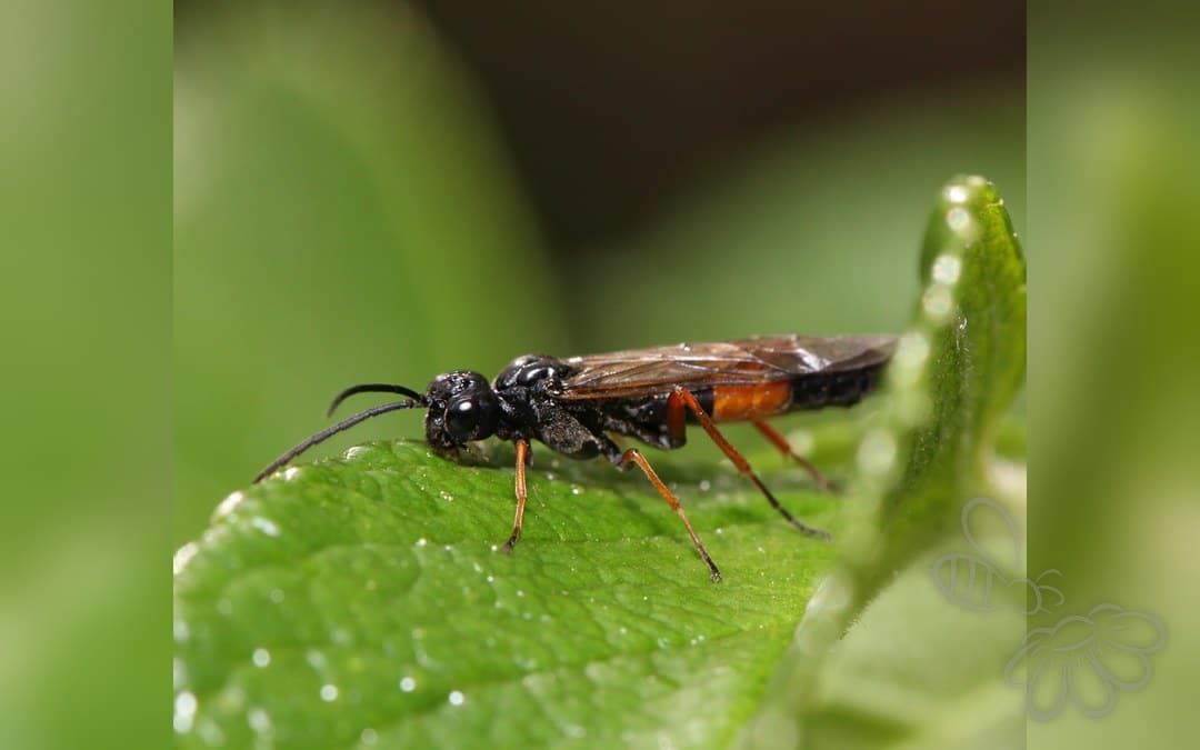 Allantus calceatus