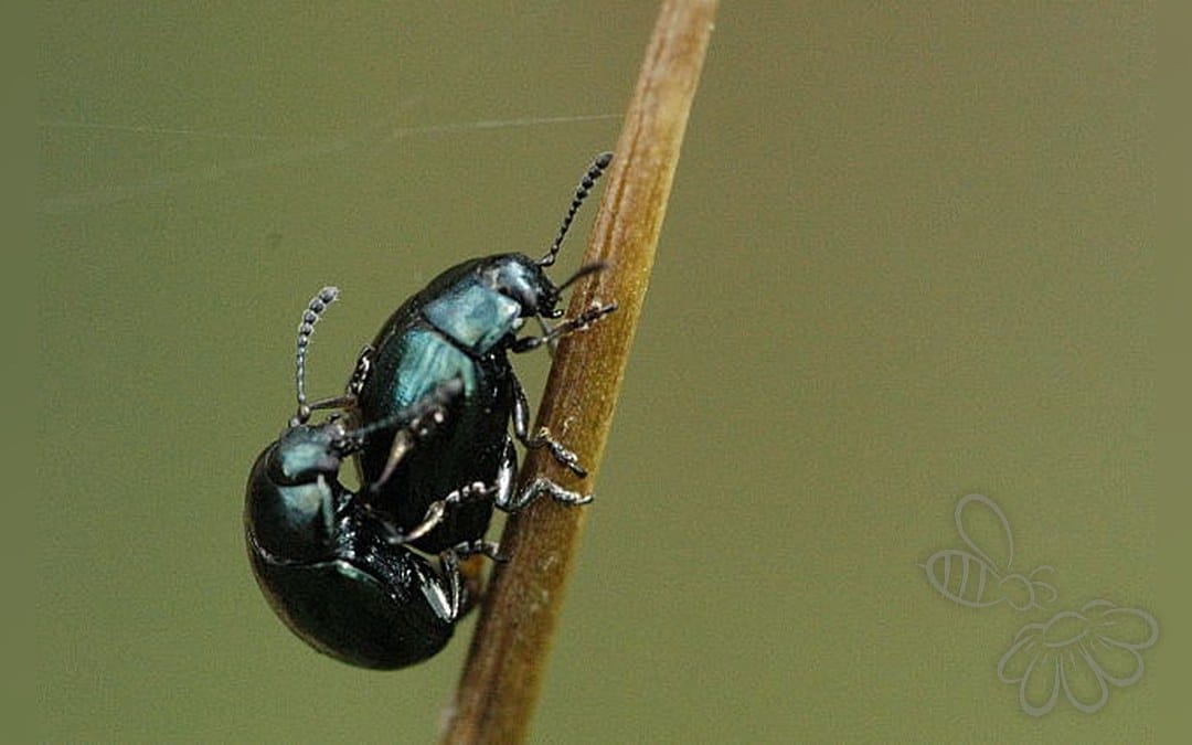 Altica palustris