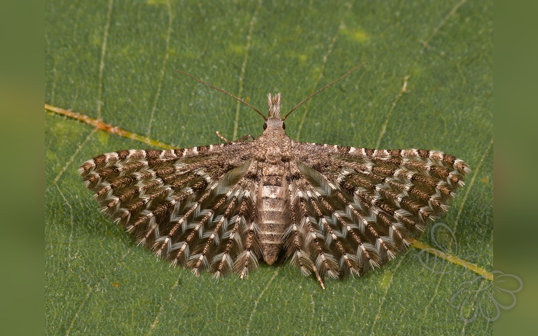 Alucita grammodactyla
