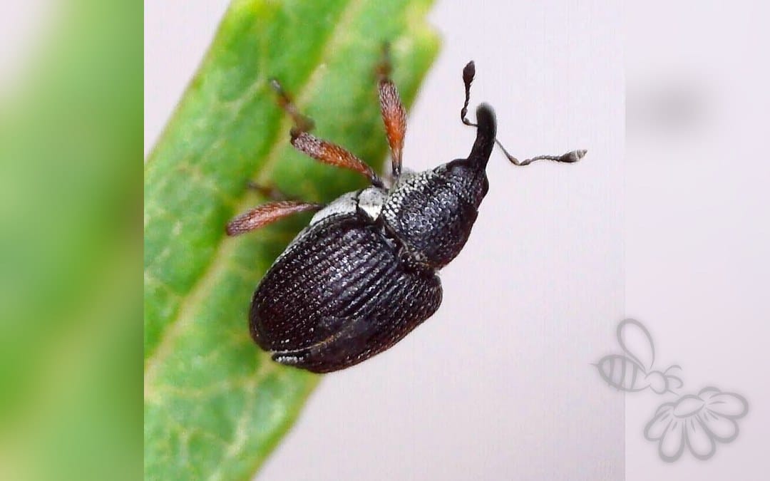 Her ses et billede af arten Amalus scortillum. Fotoet er taget af Barry Walter og hentet fra iNaturalist (CC BY).