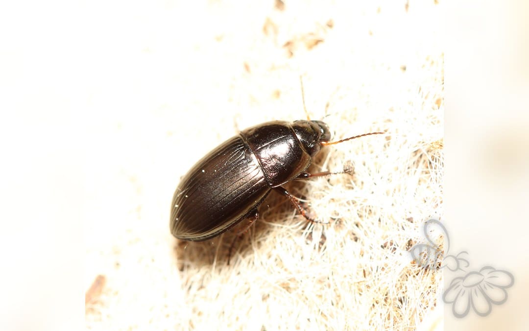 Amara convexior