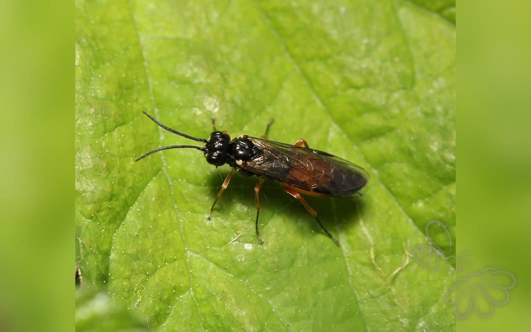 Her ses et billede af arten Ametastegia equiseti. Fotoet er taget af Jonas V. og hentet fra iNaturalist (CC BY).