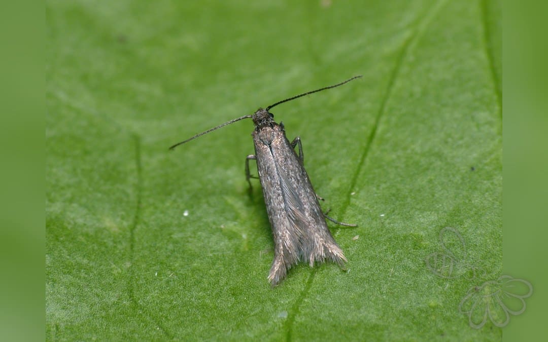 Amphisbatis incongruella