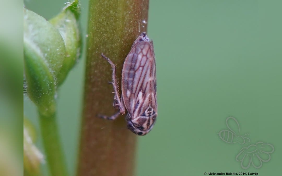 Anaceratagallia ribauti