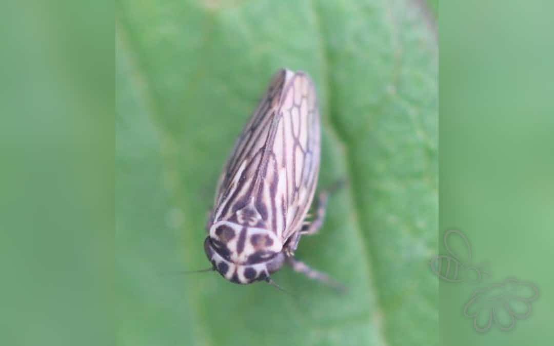 Her ses et billede af arten Toplettet Cikade (Anaceratagallia venosa). Fotoet er taget af Slimguy og hentet fra Wikimedia Commons (CC BY 4.0).