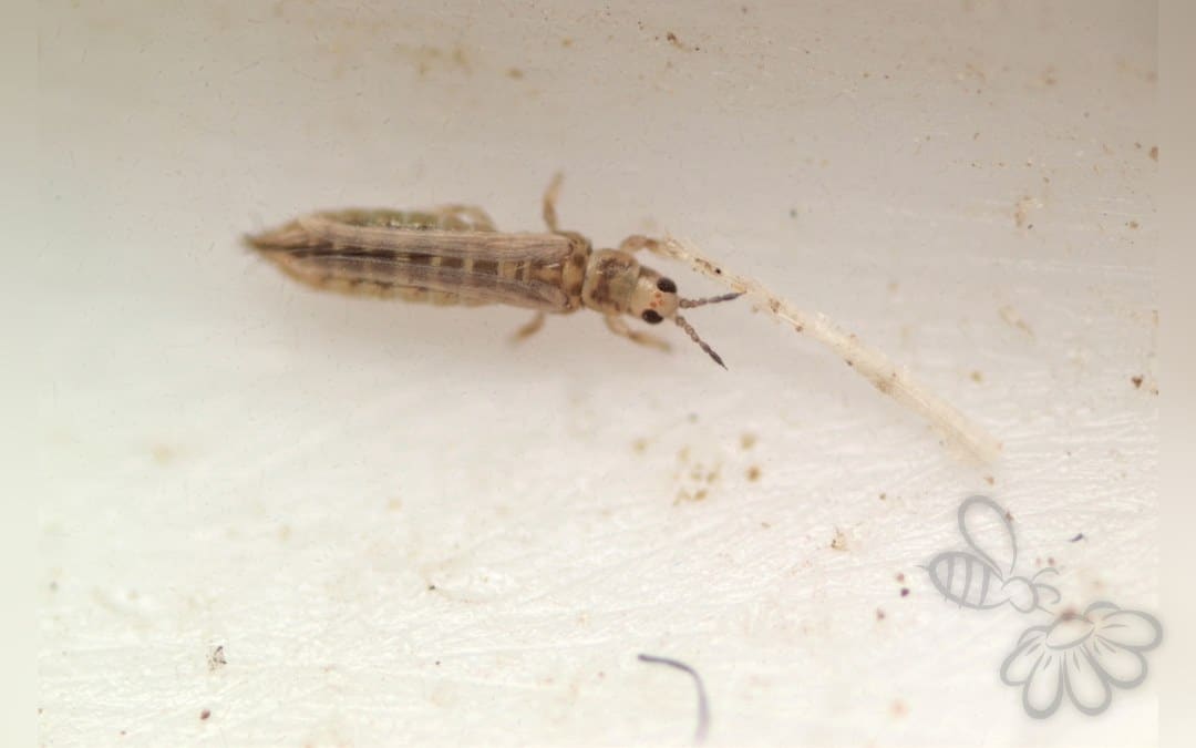 Anaphothrips obscurus