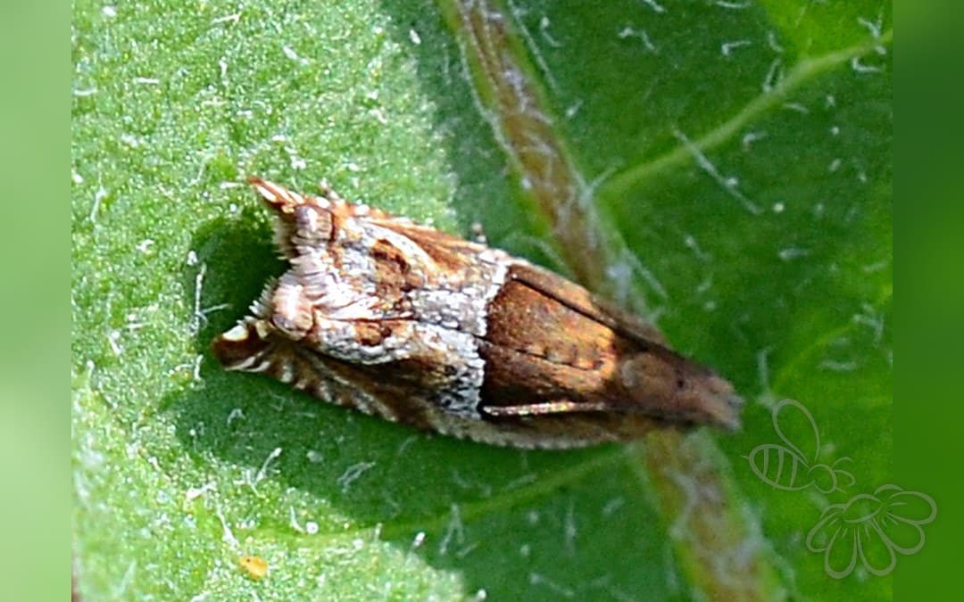 Her ses et billede af arten Ancylis comptana. Fotoet er taget af Jimmy Dee og hentet fra iNaturalist (CC BY-SA).