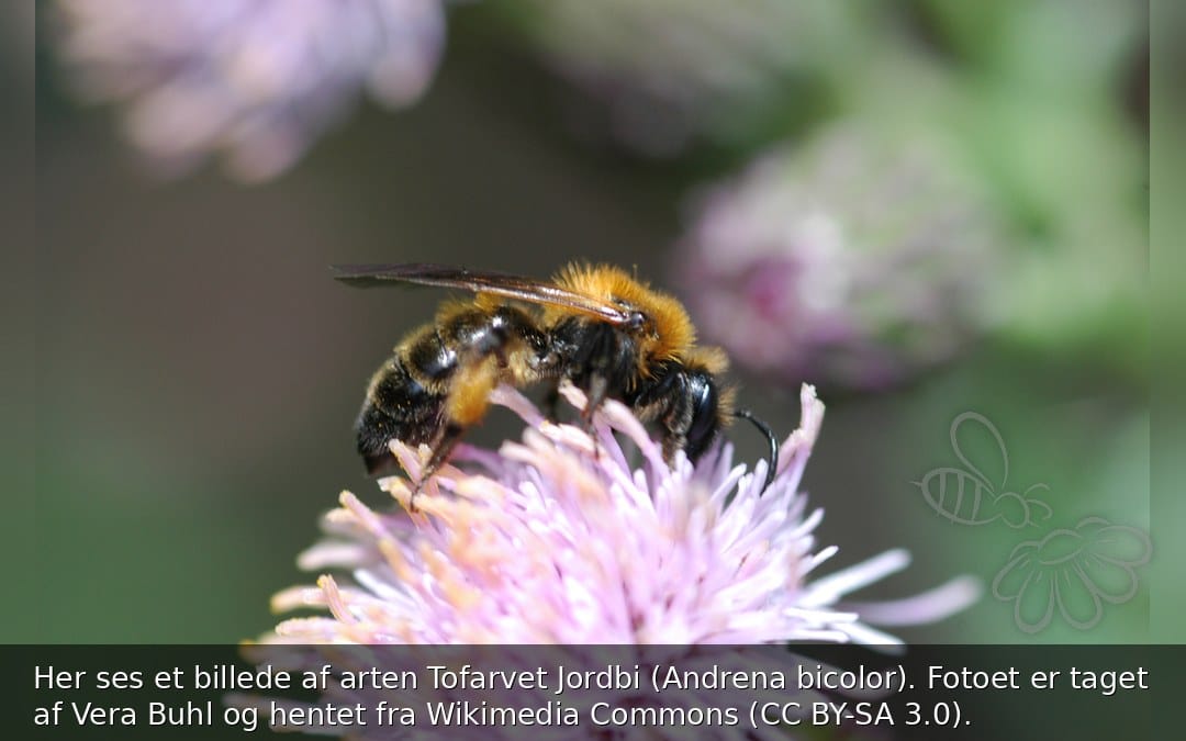 Tofarvet Jordbi