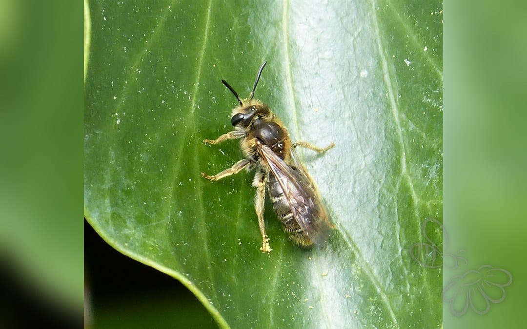 Gulbenet Jordbi