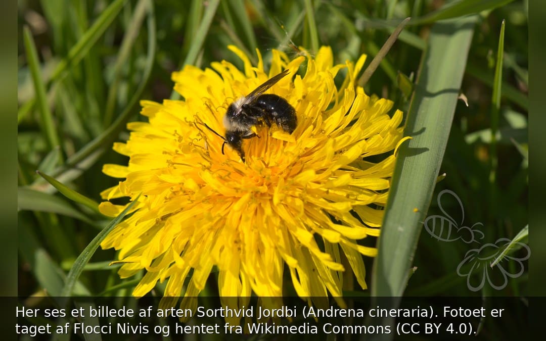 Sorthvid Jordbi