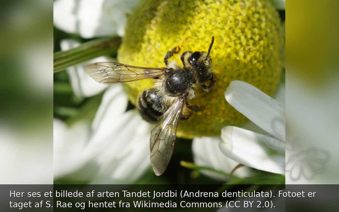 Tandet Jordbi