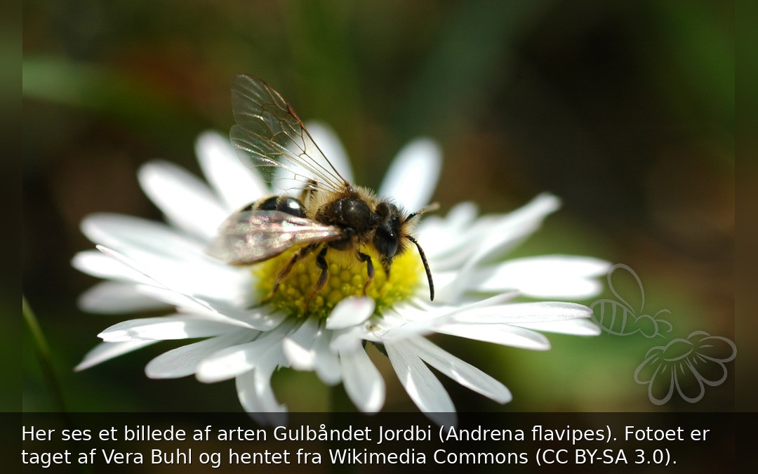 Gulbåndet Jordbi