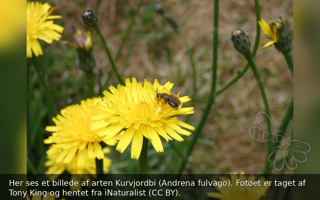 Kurvjordbi
