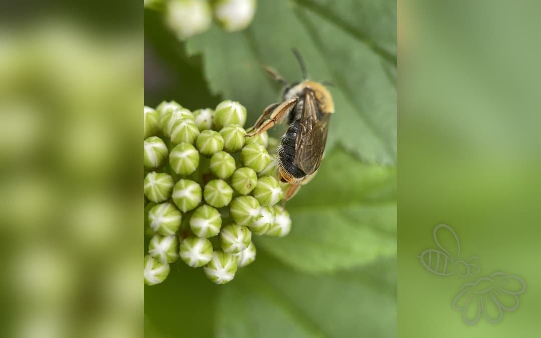 Her ses et billede af arten Havejordbi (Andrena haemorrhoa). Fotoet er taget af Thomas Dreux og hentet fra iNaturalist (CC BY).