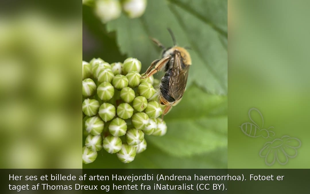 Havejordbi