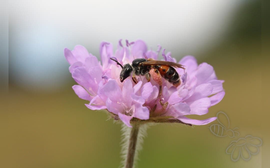 Her ses et billede af arten Blåhatjordbi (Andrena hattorfiana). Billedet er hentet fra iNaturalist (CC0).