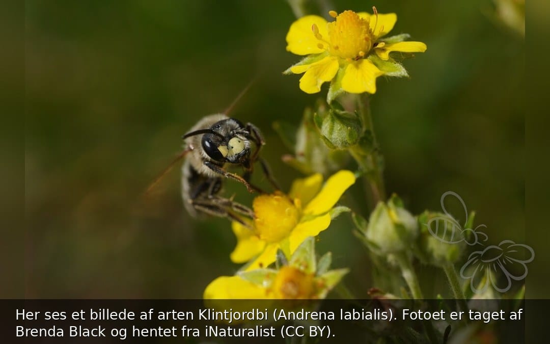 Klintjordbi
