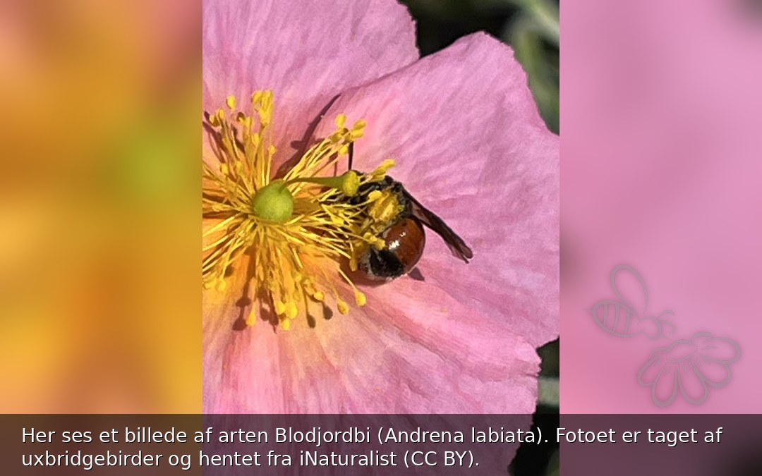 Blodjordbi