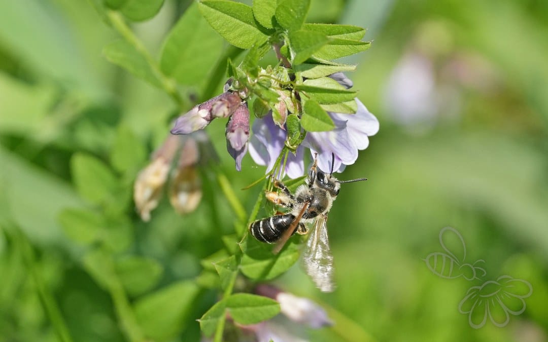 Her ses et billede af arten Vikkejordbi (Andrena lathyri). Fotoet er taget af Julia Moning og hentet fra iNaturalist (CC BY).