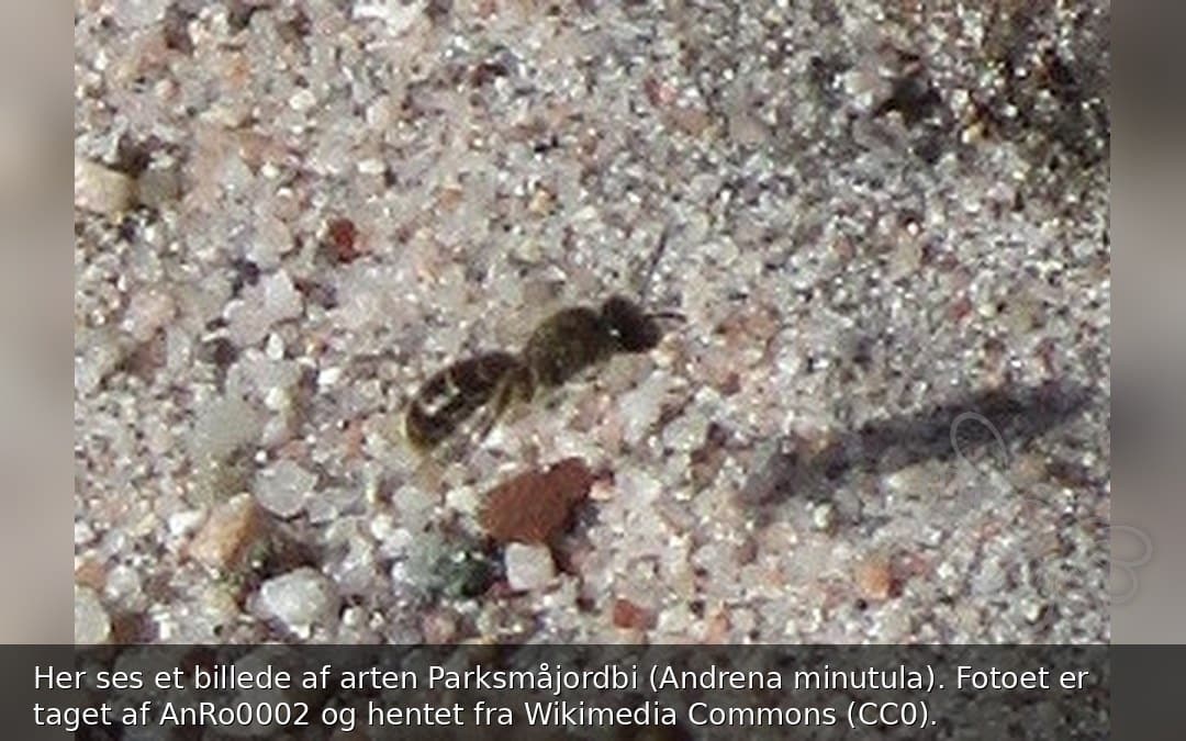 Parksmåjordbi