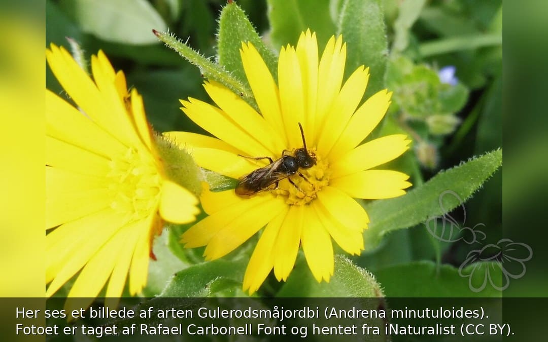 Gulerodsmåjordbi